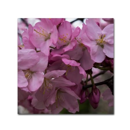Kurt Shaffer 'Cherry Blossom Cluster' Canvas Art,24x24